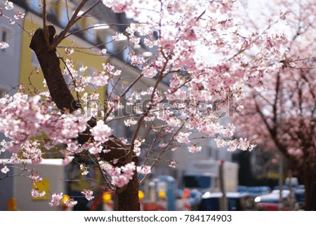 cherryblossoms in bloom