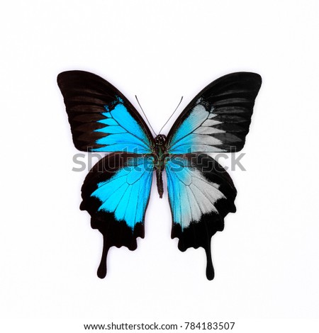 Close up of a Blue emperor (Papilio ulysses) with one vibrant blue wing and one monochrome wing, on a white background.
