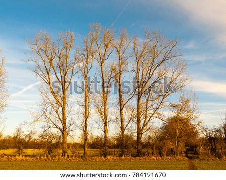 row of bare trees landscape sky field land outside autumn day; essex; england; uk