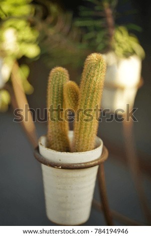 cactus  at garden