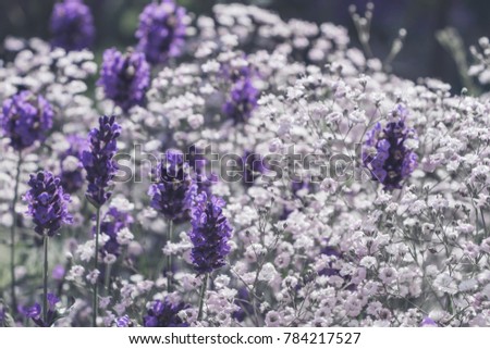 A lot of tiny flowers Baby's breath Rosenschleier, known as Gypsophila. Beautiful abstract white wildflowers. Filled full frame picture. Small white flowers with shallow depth. Wedding concept. Sunny.