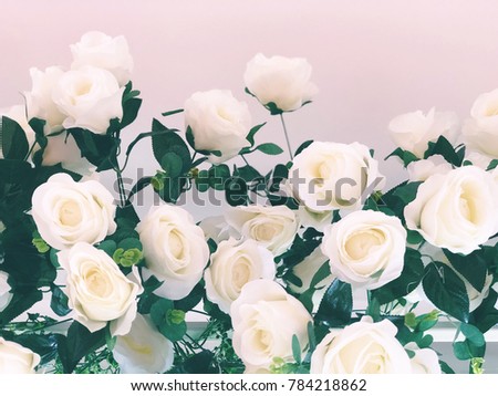 Isolated White roses with white and pink background, Surprise on valentine’s day. Copy space for greeting card , invitations card. Wedding ceremony