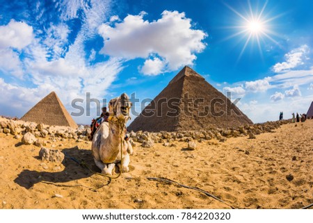 Camel in the Egyptian desert with the pyramids of Giza in the background