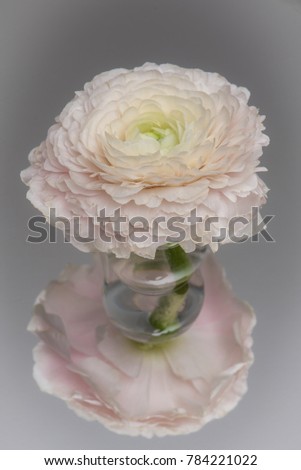 Beautiful pink flower in a small glass vase put on a mirror
