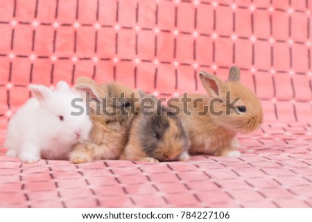 adorable young baby rabbit on pink cloth as background  - 3 weeks old little fluffy bunny Royalty-Free Stock Photo #784227106