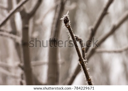 Branch with hoarfrost