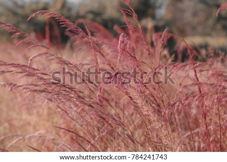 Wind blowing pink melinis grass flower. Select focus. Concept good environment. in Thailand.
