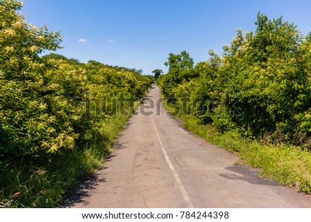 Old single lane road route lined and covered with thick bush and trees summer rural landscape.