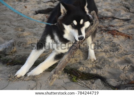 Cute husky puppy chewing on a beach log 