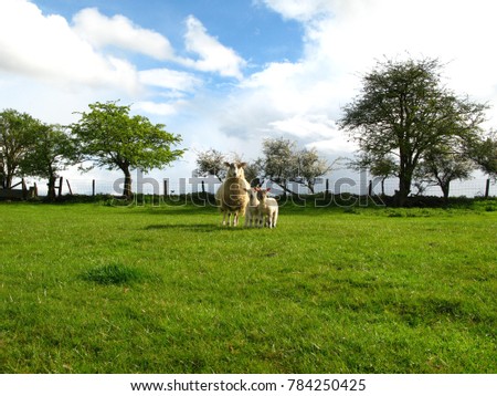 Cotswold sheep and lambs
