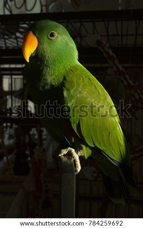 Eclectus parrot on sun light, green parrot, adult eclectus male
