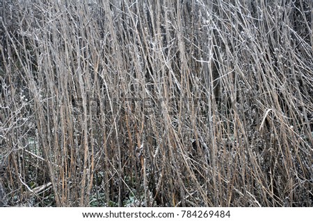 Background and texture with dry and green grass with frost