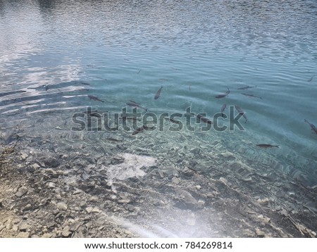 clean clear  lake full of fish in plitvice national park Croatia