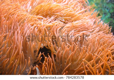 Anemone with a little fish