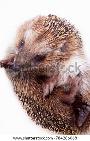 Hedgehog animals studio quality