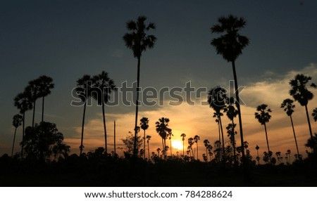 Silhouette picture of Sugar palm at sunset

