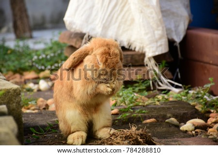 Picture of a brown holland lop rabbit at a rock garden. Holland lop rabbit standing with two legs.