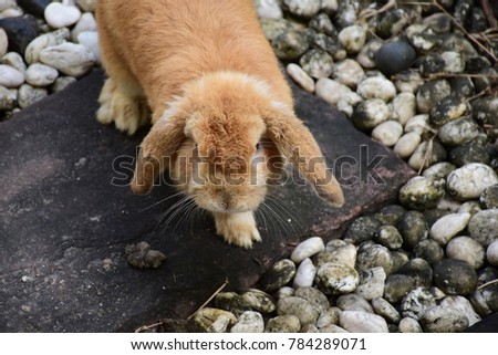Picture of a brown holland lop rabbit walking at a rock garden.