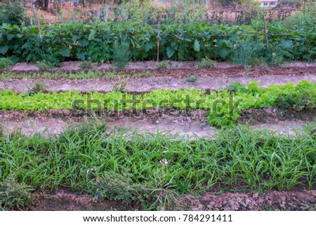 A front selective focus picture of organic vegetable in agriculture farm