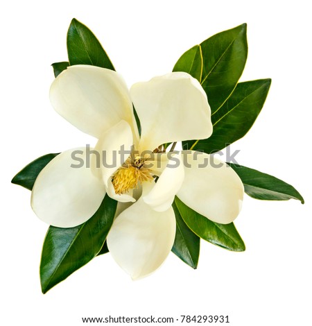 Magnolia flower, top view, isolated on white.  Little Gem evergreen variety.