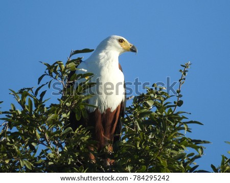 fish eagle on top of tree