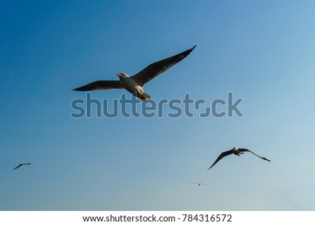 Group of seagulls flying on blue sky