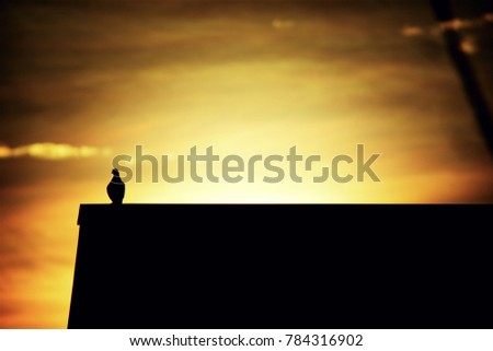 the silhouette picture style of the only one bird on the roof top in the morning, Concept for waiting for someone in the life with hope