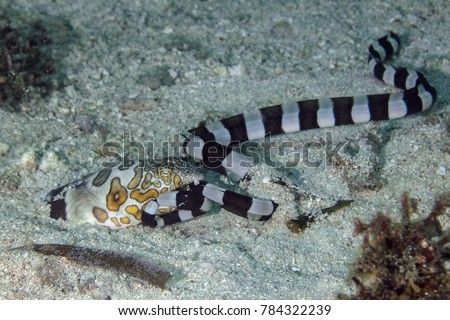 Napoleon snake eel caught harlequin or banded snake eel and is trying to eat its prey