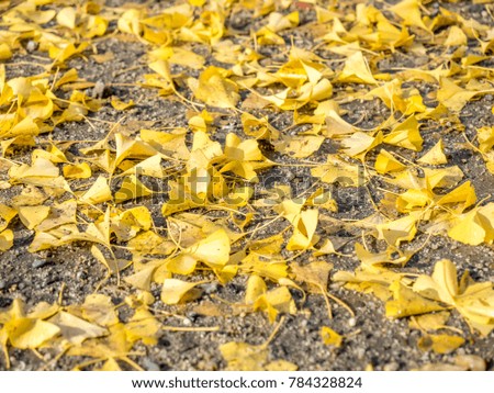 Ginkgo leaves fall on ground in autumn season in Japan