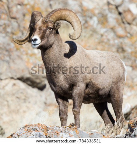 Rocky Mountain big horn on rock Royalty-Free Stock Photo #784336531
