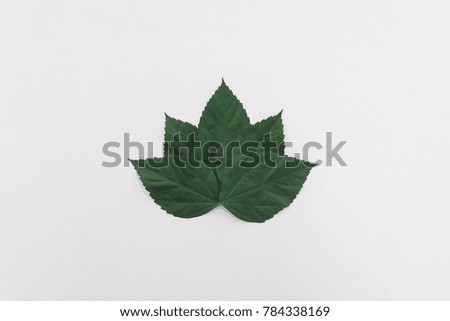 five Hibiscus rosa leaf on isolated white background