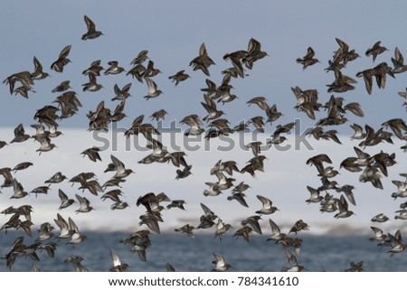 large pack of ROCK SANDPIPER flying against a background of snow-covered hills along the sea shore