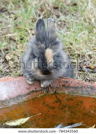 Adorable grey rabbit drinking water on green grass field. Close up of little fluffy bunny on the green lawn.