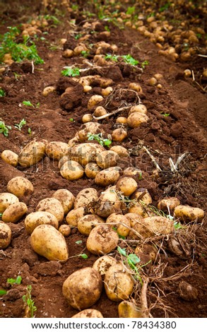fresh and raw potato on a field Royalty-Free Stock Photo #78434380