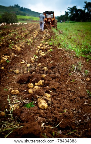 working on a potato field with a old tractor Royalty-Free Stock Photo #78434386