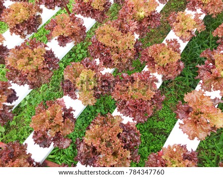 Hydroponic Red Corals garden