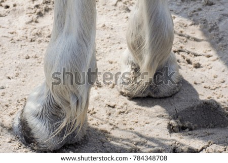 Horse's feet.Long hair