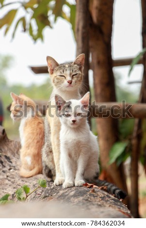 The mother cat with kittens on log.