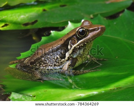 Gunther's Frog on lilypad