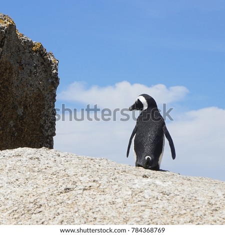 Penguin on the stone on the sky background
