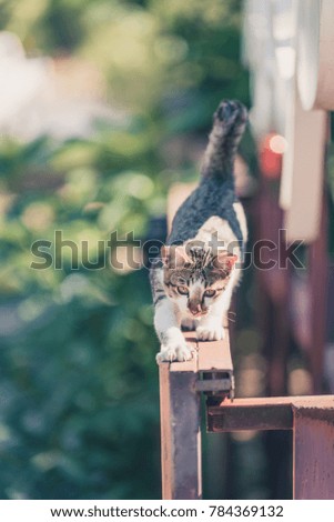 Black and white cat walking on the fence.Natural blur background.