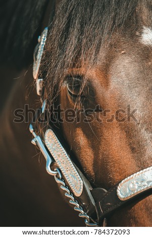 Western pony with show halter in portraits in section with eye