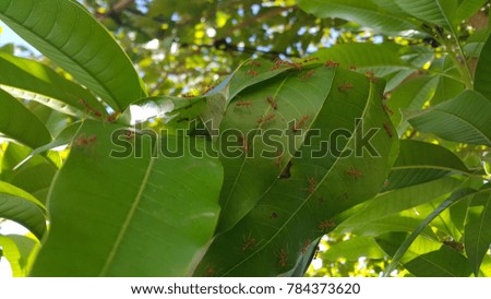 red ants on mango leaf