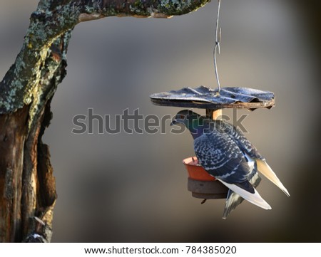 A funny picture of tough pigeon trying to stay on birdfeeder for small birds. Sunny winter day, beautiful out of focus background