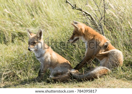 Two Young Red Fox Sitting on the Grass 