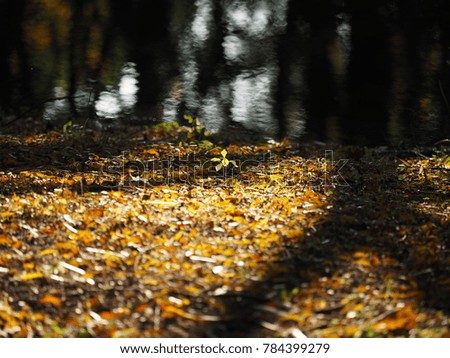 The ground full of the dropped autumn leaves with the warm sunlight