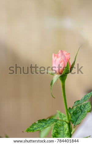Single pink rose with blur background - valentine