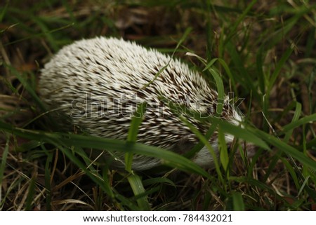 Pet African Pygmy Hedgehog playing in the grass in Thailand South East Asia