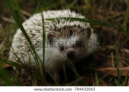 Pet African Pygmy hedgehog playing in the grass in Thailand South East Asia