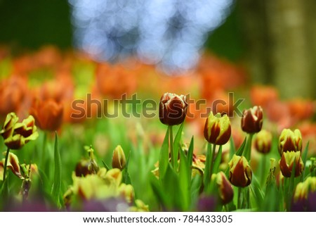 Red and yellow colour two tone of tulip on starry night background ,valentine day concept.